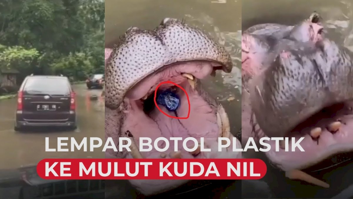 VIDEO: Pengunjung Lempar Botol Plastik di Mulut Kuda Nil, Dikecam Netizen
