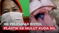 VIDEO: Pelempar Sampah Botol Plastik ke Mulut Kuda Nil Minta Maaf