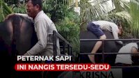 VIDEO: Peternak Sapi Ini Nangis Tersedu-sedu Saat Melepas Hewan Peliharaannya