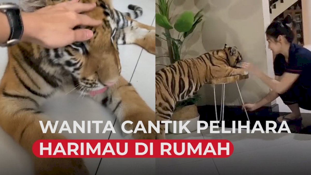 VIDEO: Wanita Ini Pelihara Harimau, Bak Kucing Rumah