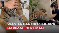 VIDEO: Wanita Ini Pelihara Harimau, Bak Kucing Rumah