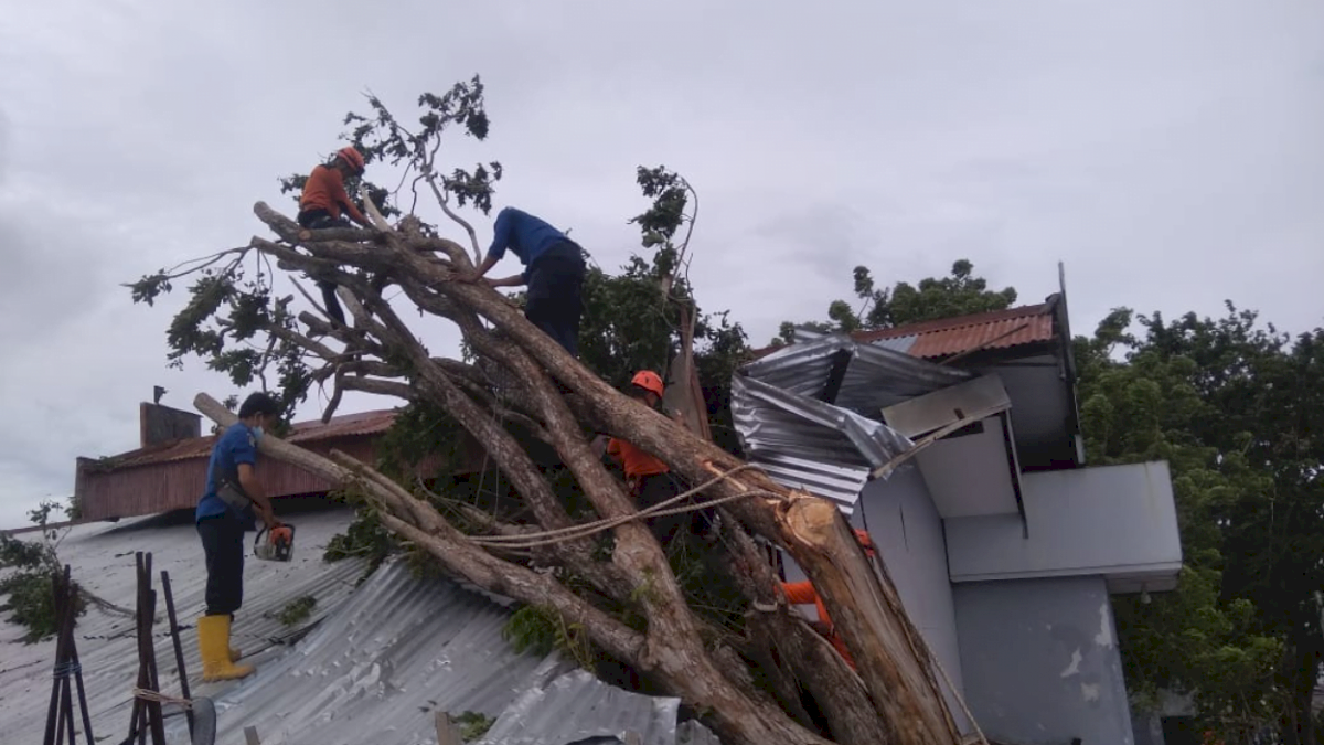 Pohon Tumbang Timpa Rumah Warga di Parepare, Alhamdulillah Tidak Ada Korban Jiwa