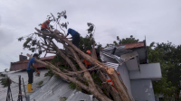 Pohon Tumbang Timpa Rumah Warga di Parepare, Alhamdulillah Tidak Ada Korban Jiwa