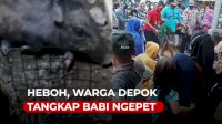 VIDEO: Heboh, Warga Depok Tangkap Babi Ngepet