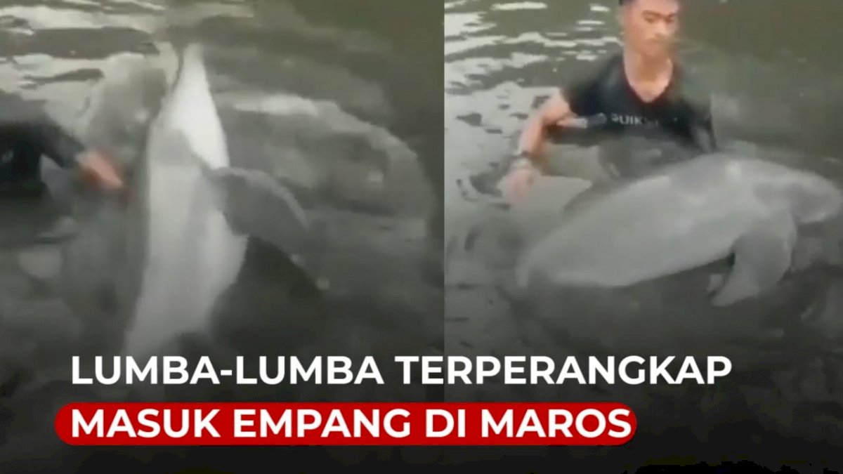 VIDEO: Seekor Lumba-lumba Terperangkap Masuk Empang di Maros