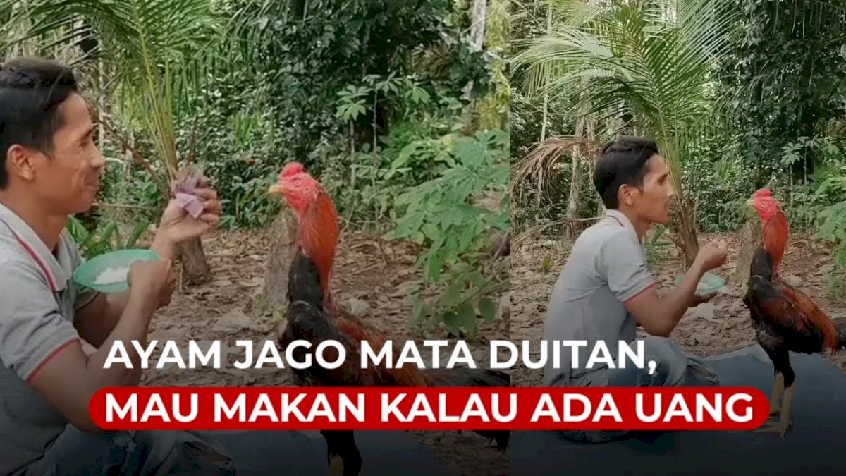 VIDEO: Mata Duitan, Ayam Jago Ini Mau Makan Kalau Ada Uangnya
