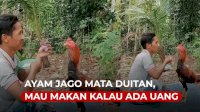 VIDEO: Mata Duitan, Ayam Jago Ini Mau Makan Kalau Ada Uangnya