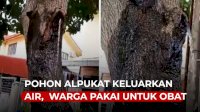 VIDEO: Bikin Heboh, Pohon Alpukat Keluarkan Air, Warga Pakai Untuk Obat