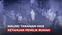 VIDEO: Maling Tanaman Hias Ketahuan Pemilik Rumah, Diduga Pasutri