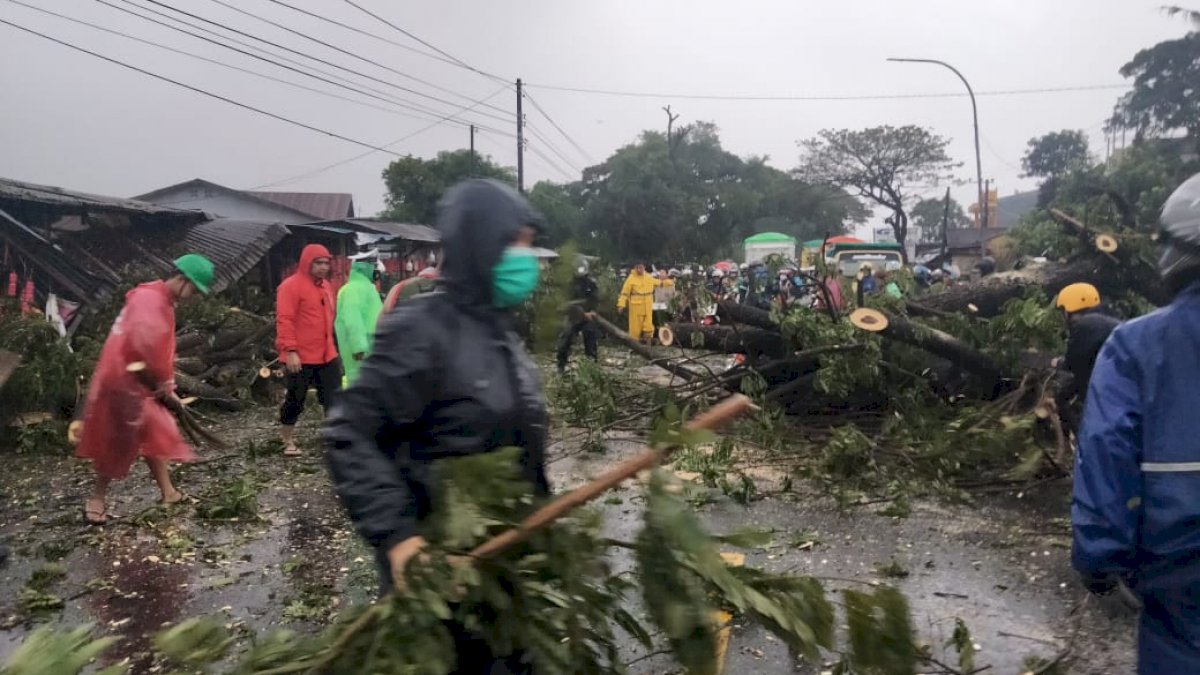 Sejak Subuh, DLH Gowa Disibukkan dengan 13 Pohon Tumbang