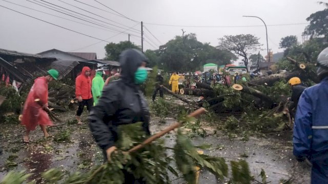 Petugas DLH Gowa mengevakuasi pohon tubnag yang menutupi jalan. 