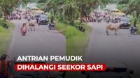 VIDEO: Viral, Antrian Pemudik Dihalangi Seekor Sapi