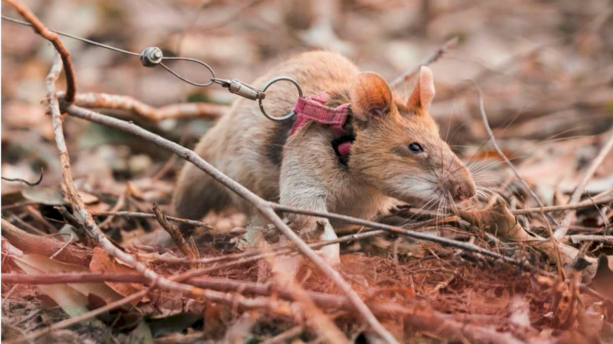 Tikus Pendeteksi Ranjau di Kamboja Pensiun Setelah 5 Tahun Bertugas, Selamatkan Ribuan Jiwa