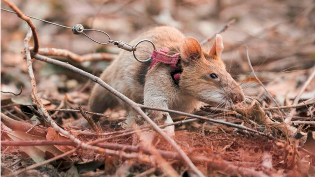 Magawa, tikus pendeteksi ranjau di Kamboja. 