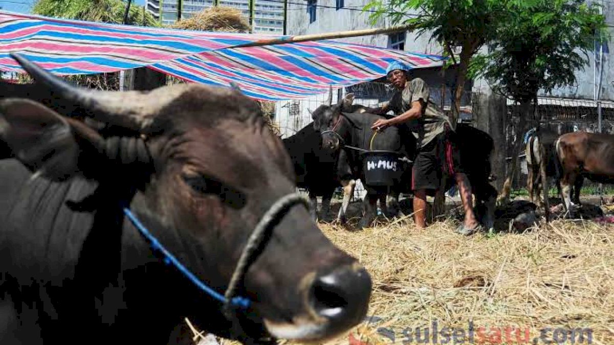 Jelang Lebaran Idul Adha, Danny Minta DP2 Makassar Pastikan Hewan Kurban Sehat