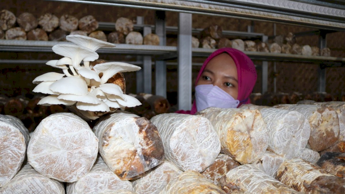 Tingkatkan Kapasitas Petani Jamur, PLN Gelar Pelatihan Budidaya Jamur