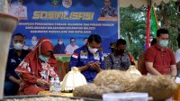 Bupati Pangkep Dampingi Syaharuddin Alrif Sosialisasi Tanaman Porang di Pangkep