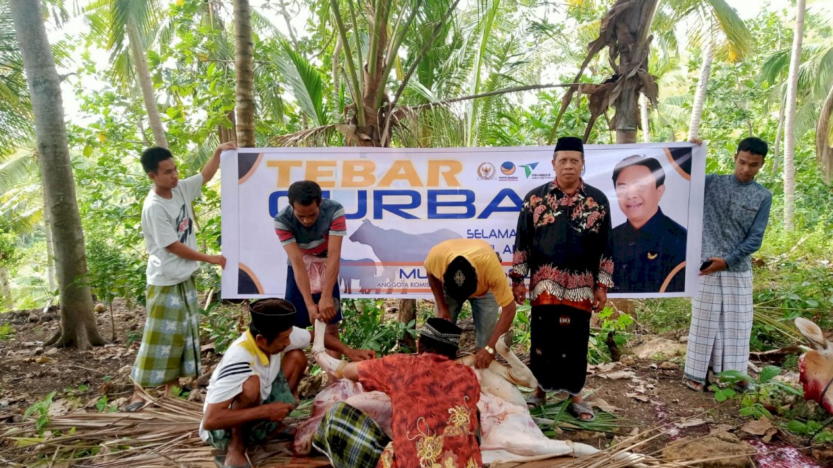 Politisi NasDem Rapsel Ali Sebar 19 Ekor Sapi di Dapil Sulsel 1