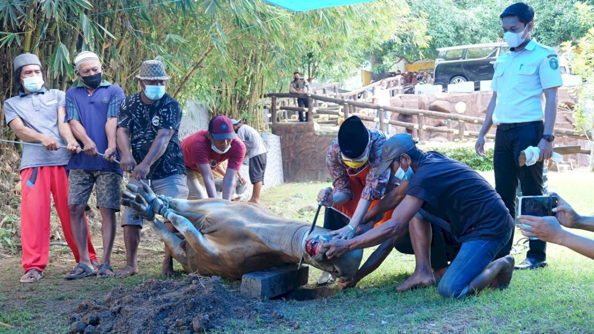Sudah Jadi Tradisi, Walikota Parepare Sembelih Hewan Kurban Sendiri