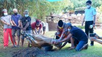 Sudah Jadi Tradisi, Walikota Parepare Sembelih Hewan Kurban Sendiri