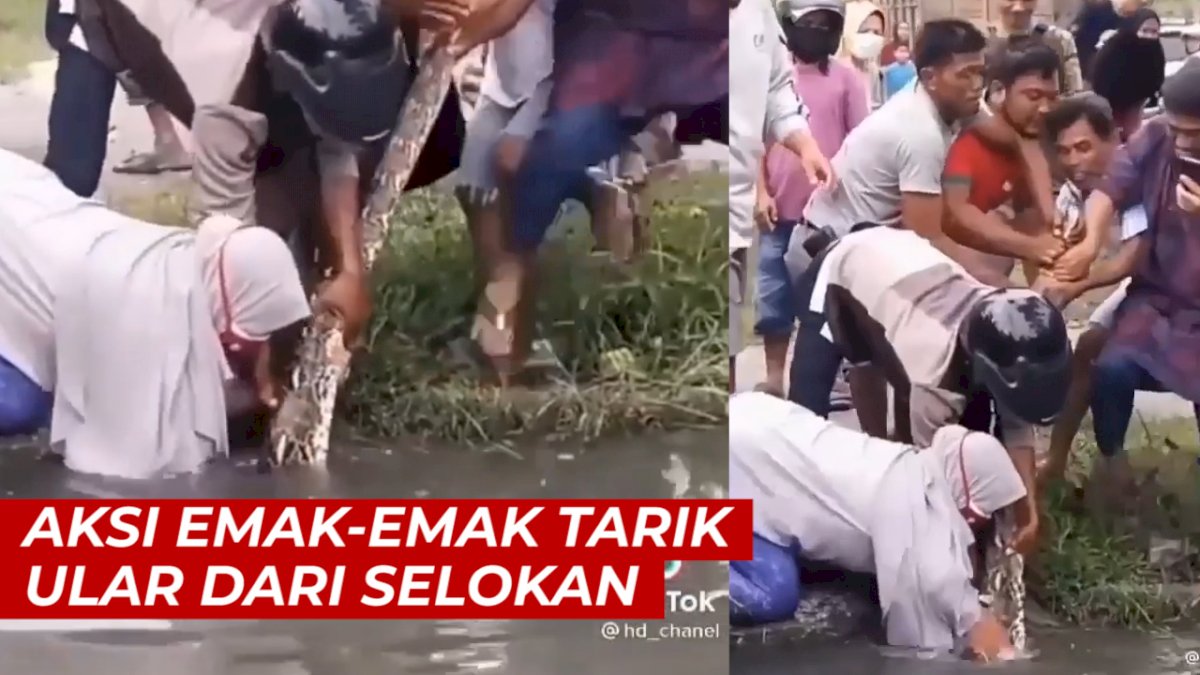 VIDEO: Tuai Pujian, Aksi Emak-emak Tarik Ular dari Selokan