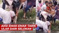 VIDEO: Tuai Pujian, Aksi Emak-emak Tarik Ular dari Selokan