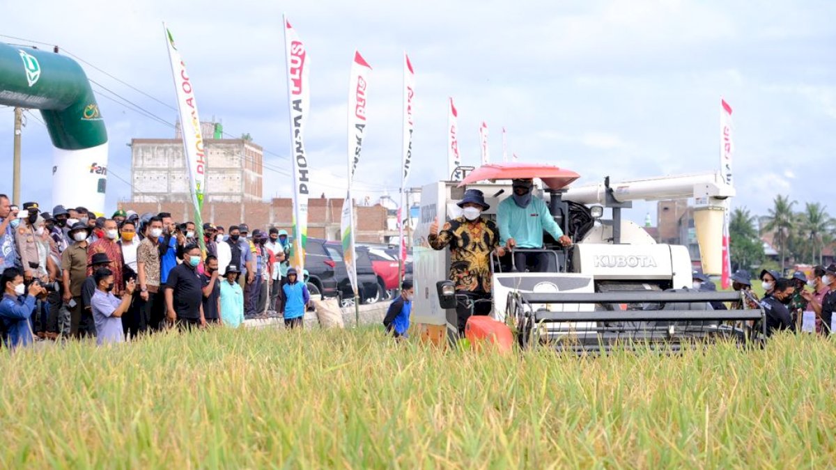 Panen Raya Padi di Sidrap, Plt Gubernur Sulsel: Alhamdulillah Produksi Padi Meningkat