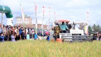 Panen Raya Padi di Sidrap, Plt Gubernur Sulsel: Alhamdulillah Produksi Padi Meningkat