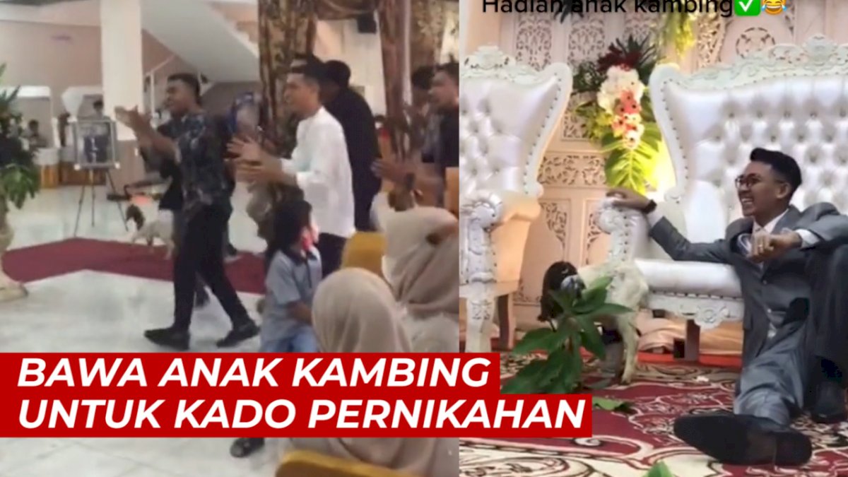 VIDEO: Ngakak, Tamu Undangan Ini Bawa Anak Kambing Untuk Kado Pernikahan
