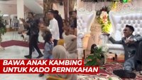 VIDEO: Ngakak, Tamu Undangan Ini Bawa Anak Kambing Untuk Kado Pernikahan