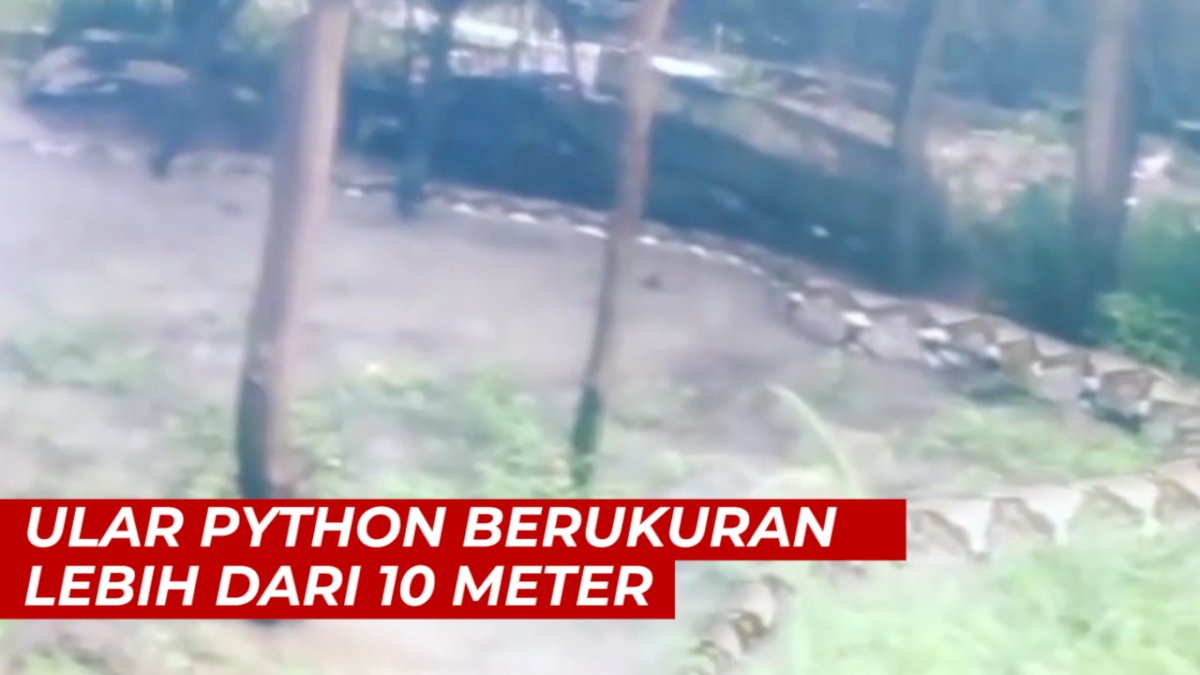VIDEO: Penampakan Ular Python Berukuran Lebih dari 10 Meter di Kalimantan