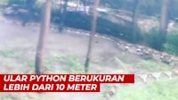 VIDEO: Penampakan Ular Python Berukuran Lebih dari 10 Meter di Kalimantan