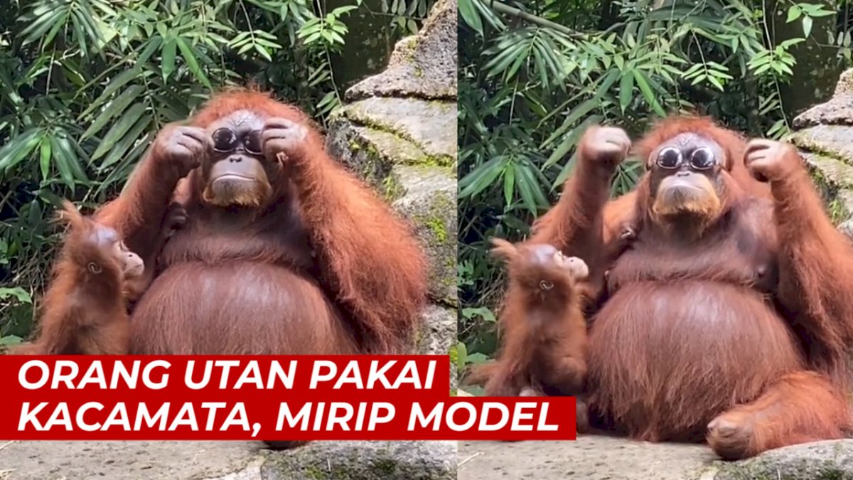 VIDEO: Momen Unik, Orang Utan Pakai Kacamata Pengunjung yang Terjatuh