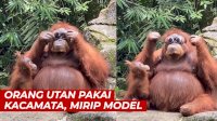 VIDEO: Momen Unik, Orang Utan Pakai Kacamata Pengunjung yang Terjatuh