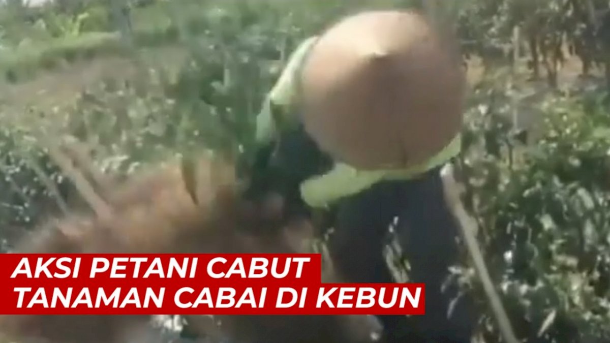 VIDEO: Harga Anjlok, Petani Ini Ngamuk Cabut Tanaman Cabai di Kebun