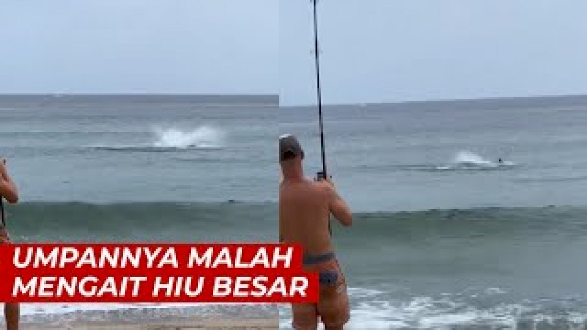 VIDEO: Asik Mancing di Pinggir Pantai, Umpannya Malah Mengait Hiu Besar