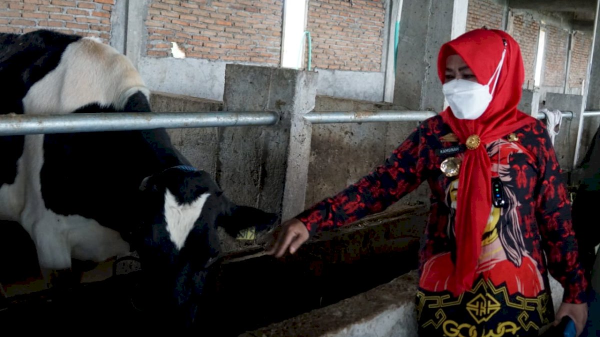 Kementan Target 200 Ekor Sapi Perah Tiba di Gowa November Mendatang