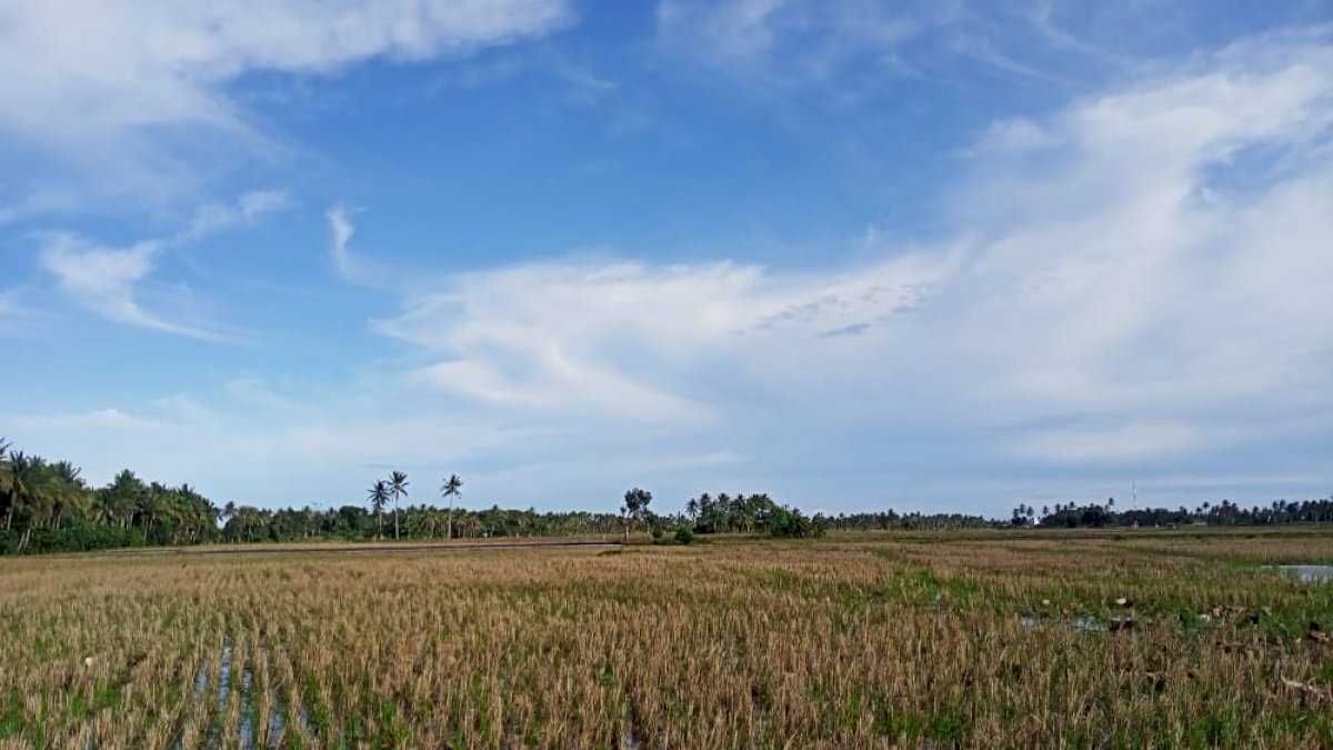 Dampak Proyek Irigasi, Petani di Pinrang Terancam 6 Bulan Tidak Bisa Garap Sawah