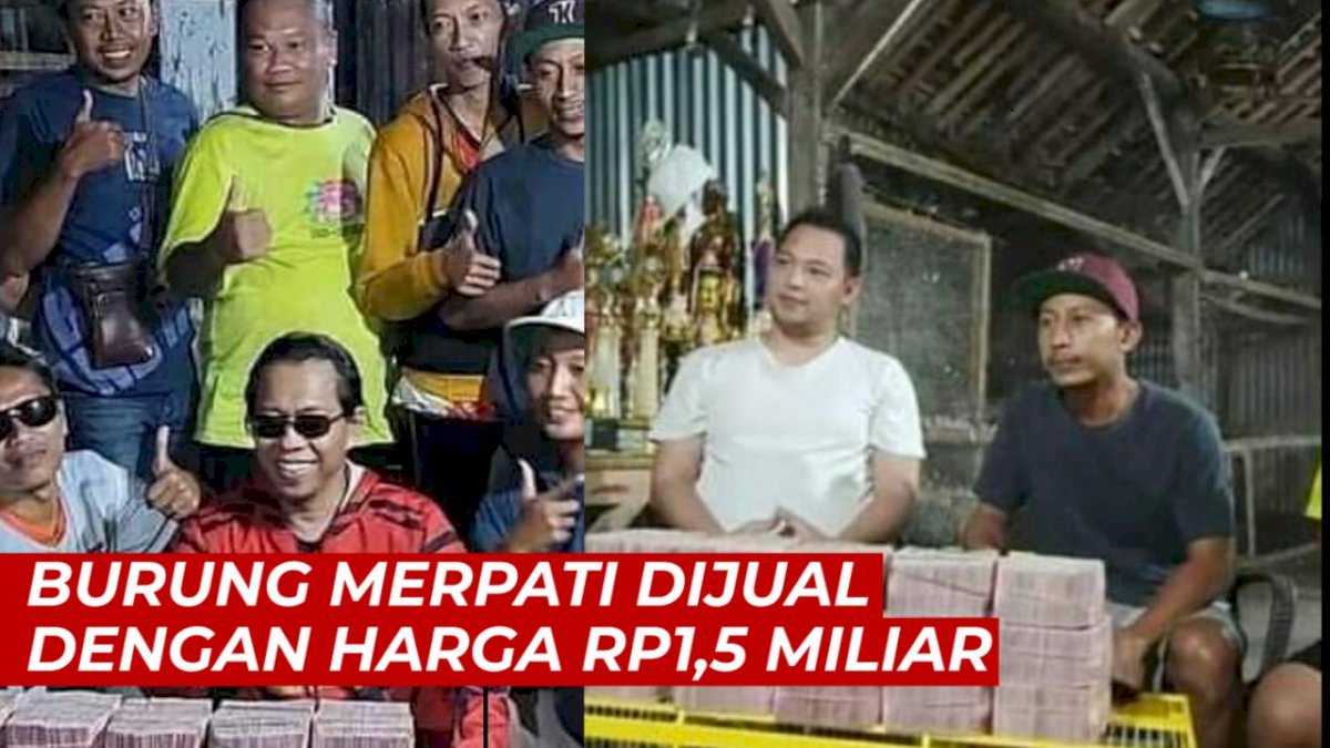 VIDEO: Fantastis, Seekor Burung Merpati Dijual dengan Harga Rp1,5 Miliar