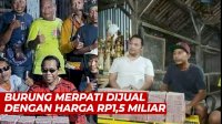 VIDEO: Fantastis, Seekor Burung Merpati Dijual dengan Harga Rp1,5 Miliar
