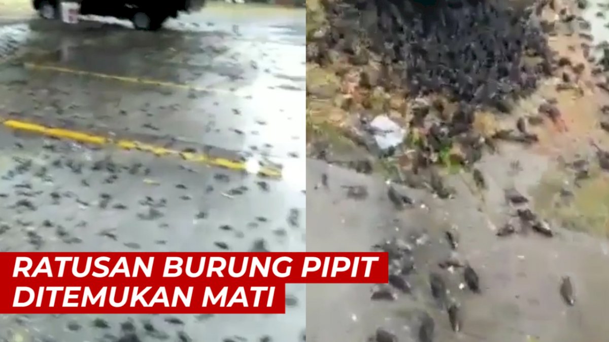 VIDEO: Ratusan Burung Pipit Ditemukan Mati di Halaman Balai Kota Cirebon