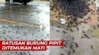 VIDEO: Ratusan Burung Pipit Ditemukan Mati di Halaman Balai Kota Cirebon