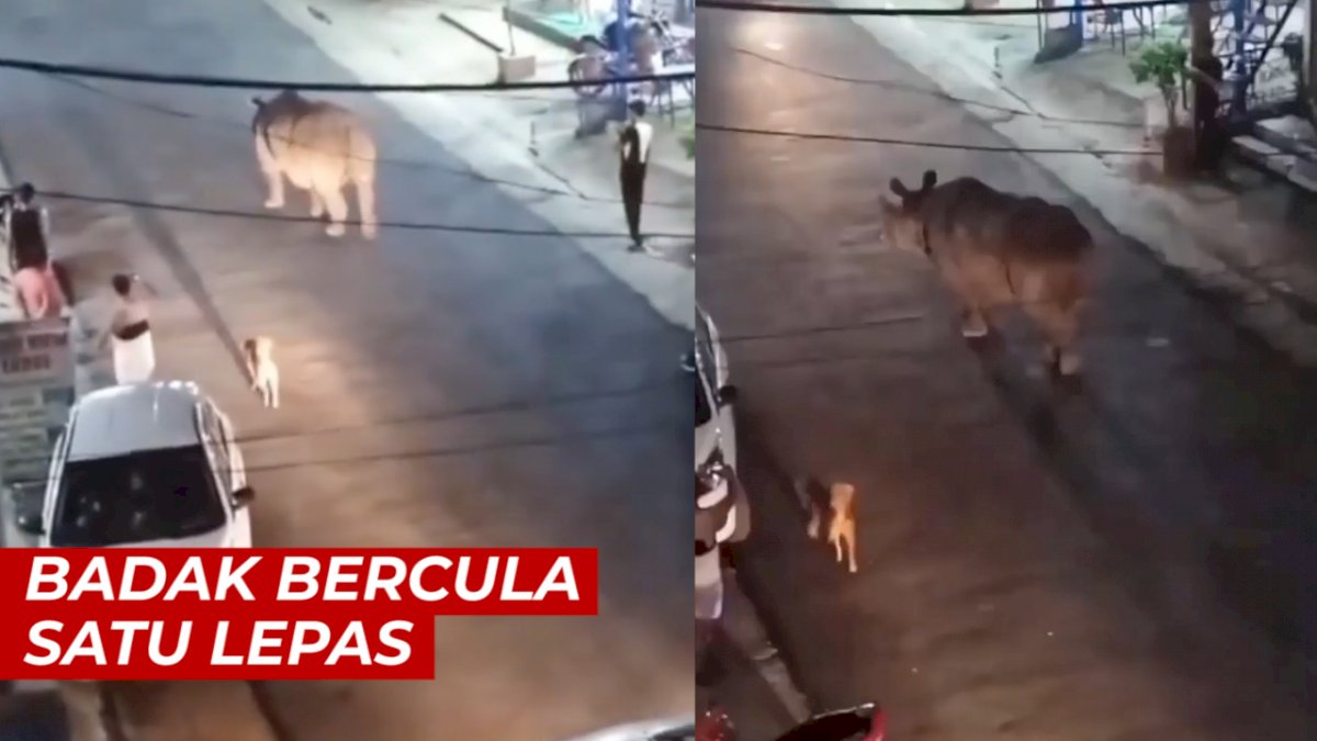VIDEO: Badak Bercula Satu Lepas, Tampak Berjalan Santai di Jalan Raya