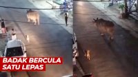 VIDEO: Badak Bercula Satu Lepas, Tampak Berjalan Santai di Jalan Raya