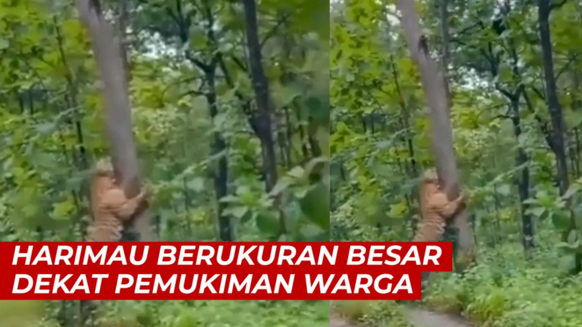 VIDEO: Harimau Berukuran Besar di Grobogan Ternyata Hanya Editan, Pelaku Beri Klarifikasi