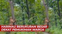 VIDEO: Harimau Berukuran Besar di Grobogan Ternyata Hanya Editan, Pelaku Beri Klarifikasi