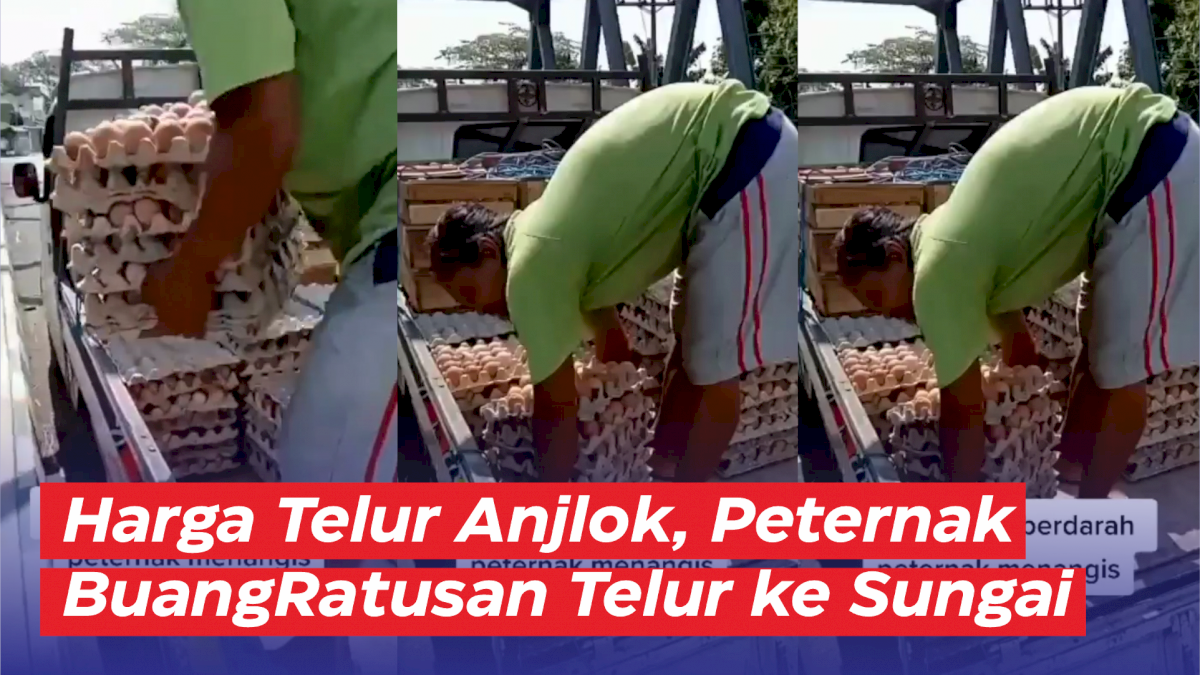 VIDEO: Harga Telur Anjlok, Peternak Buang Ratusan Telur ke Sungai