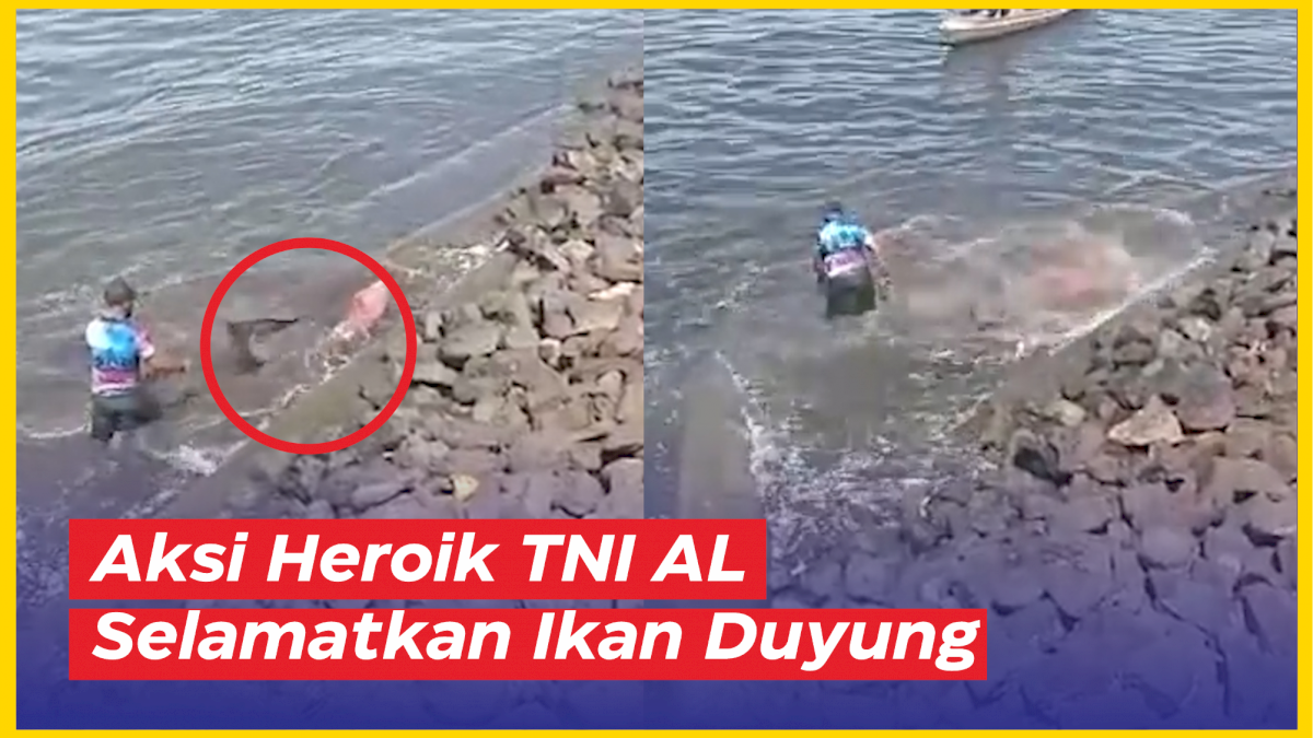 VIDEO: Aksi Heroik TNI AL Selamatkan Ikan Duyung