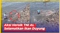 VIDEO: Aksi Heroik TNI AL Selamatkan Ikan Duyung