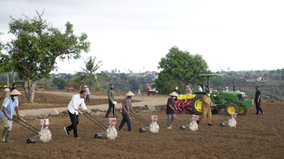 Presiden Jokowi Tanam Jagung Bareng Petani di Jeneponto